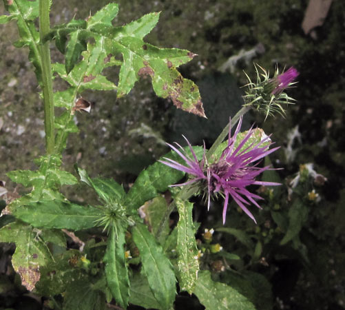 moderatamente spinosa - Galactites tomentosus